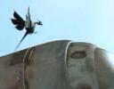canisterbird2.jpg