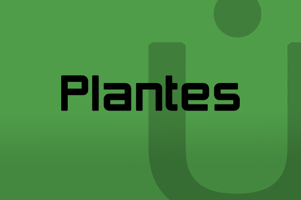 006plantes.jpg
