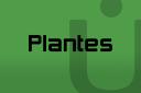006-Plantes