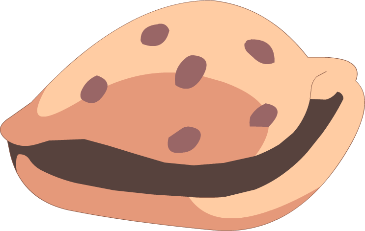 cowrie_shell.png