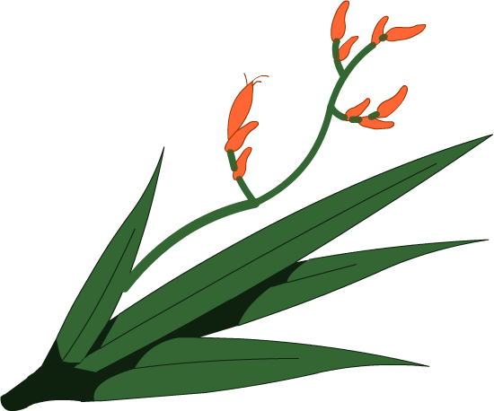 harakeke_plant.png