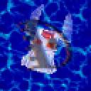 dentark_avvie.png