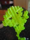 100_0088_r1.jpg