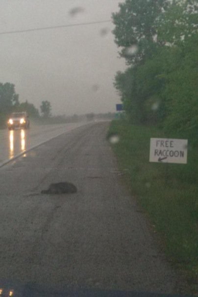 free_raccoon.jpg