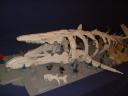 leviathan_original04.jpg