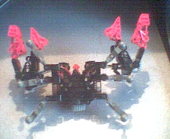 crabbottom.jpg