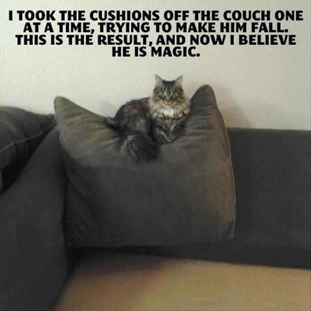 magic-cat-meme.jpg