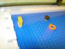 pool011.jpg