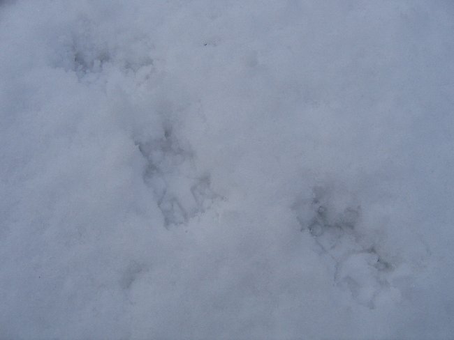 snowgelu5.jpg