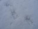 snowgelu5.jpg