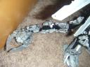 dragon7.jpg