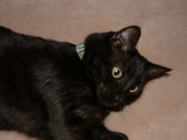 cat06.jpg