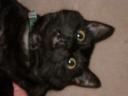 cat04.jpg
