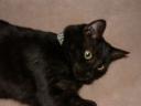 cat06.jpg