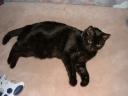 cat07.jpg