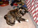 cat08.jpg