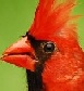 cardinal.jpg