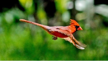 cardinal_crop.jpg