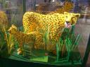 animals01_cheetas.jpg