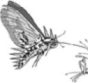 killermoth.jpg
