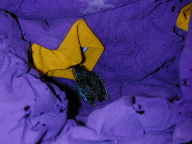 dscn1192.jpg