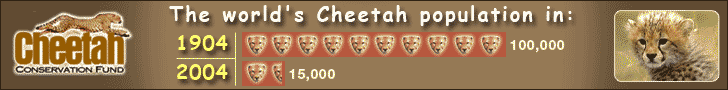 cheetah.gif