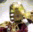 lhikanav.gif