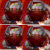 nuhriiilots.gif