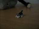 cat2.jpg
