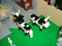 Cows