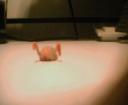 head_crab_front_v2.jpg