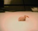 head_crab_v2.jpg