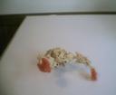 Head-Crab-Half-Life