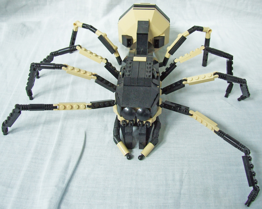 spider_2.jpg