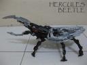 hercules_beetle.jpg