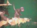dinoland-003.jpg