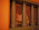 petstore-002.jpg