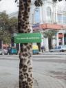outdoor-leopard.jpg
