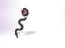 snakehead.jpg