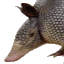 armadilloav.gif