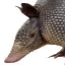 armadillo-avatar.gif