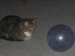 cat_ball2.jpg