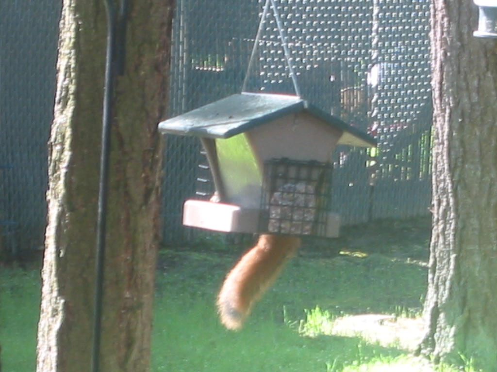 feeder_with_tail.jpg
