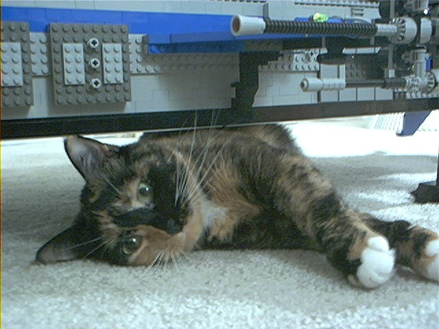 gibraltar-cat.jpg