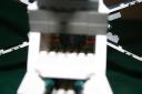 greatfox_010.jpg