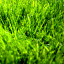 grass.gif