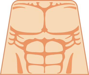 torso-muscle.png