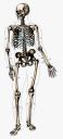 skeleton.gif