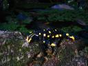 SalamandraSalamandra