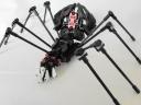 eekaspider.jpg